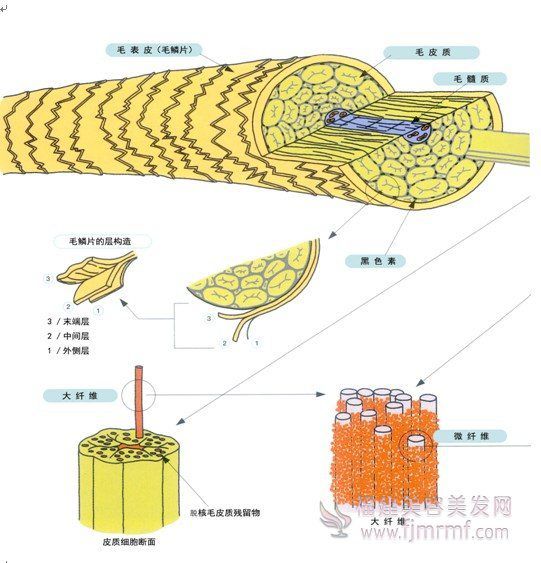 毛发的细(xì)微构造 毛发的细微构造