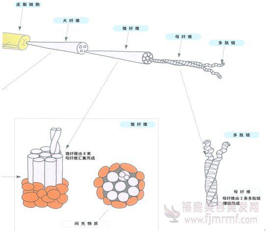 毛(máo)发内部(bù)的”超微(wēi)观(guān)“世(shì)界(jiè) 毛发内部(bù)的”超微观“世界(jiè)
